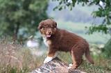 BERGER AUSTRALIEN PUPPIES 868